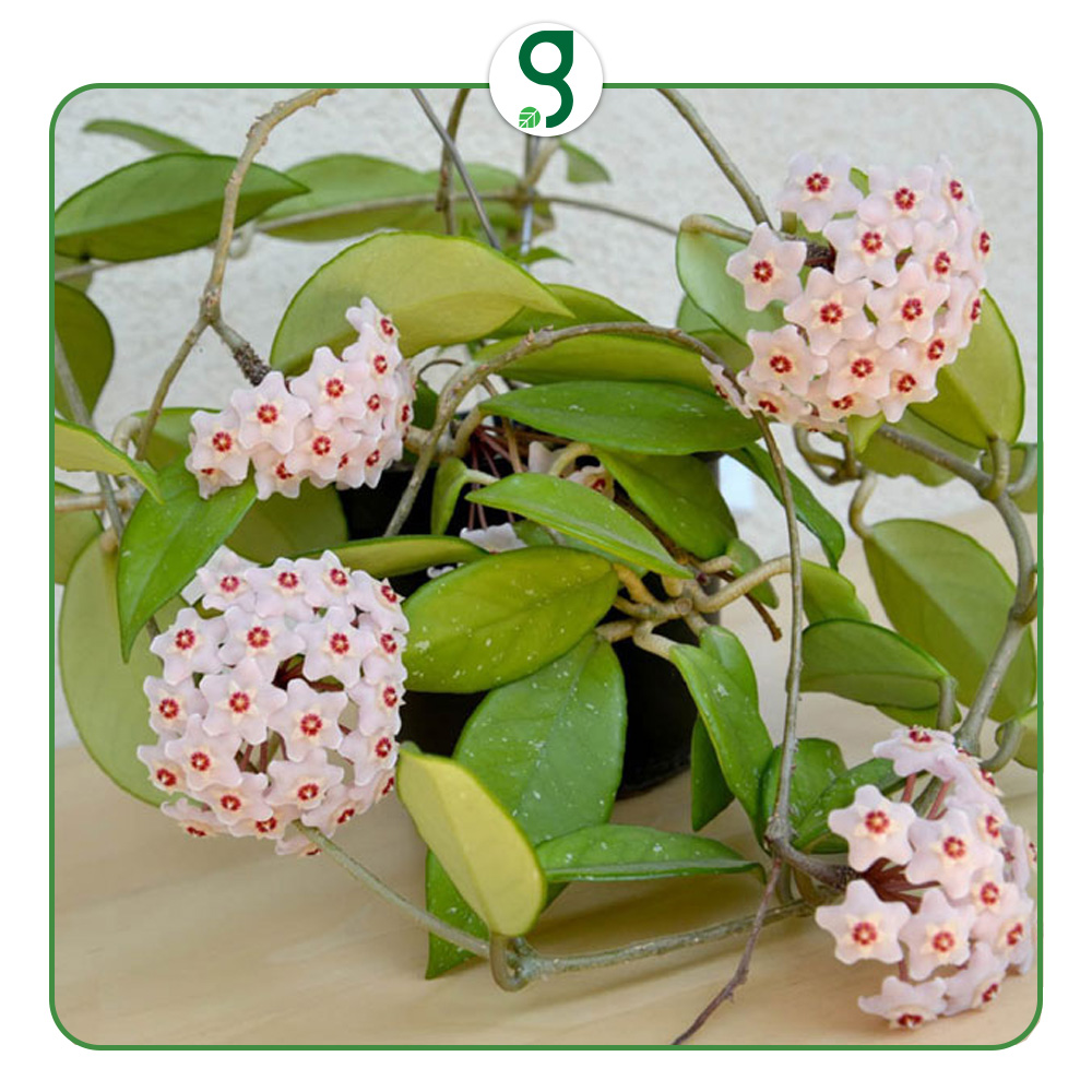 خصوصیات گل شمعی یا مومی